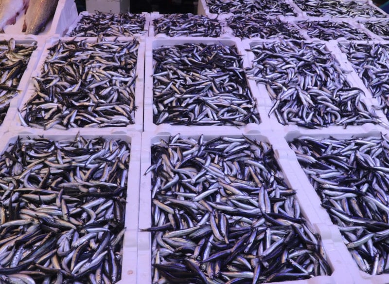 Hamsi Fiyatları Bir Haftada Yüzde 100 Arttı: Balıkçıların Açıklamaları