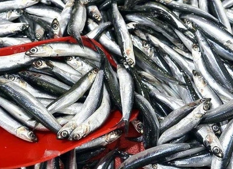 Hamsi ihracatında yeni rekor: Türkiye, 12 milyon dolara ulaştı