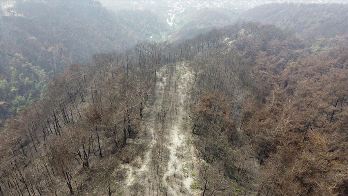 Hatay’da Yangına Dayanıklı Ağaçlandırma Çalışmaları Başladı