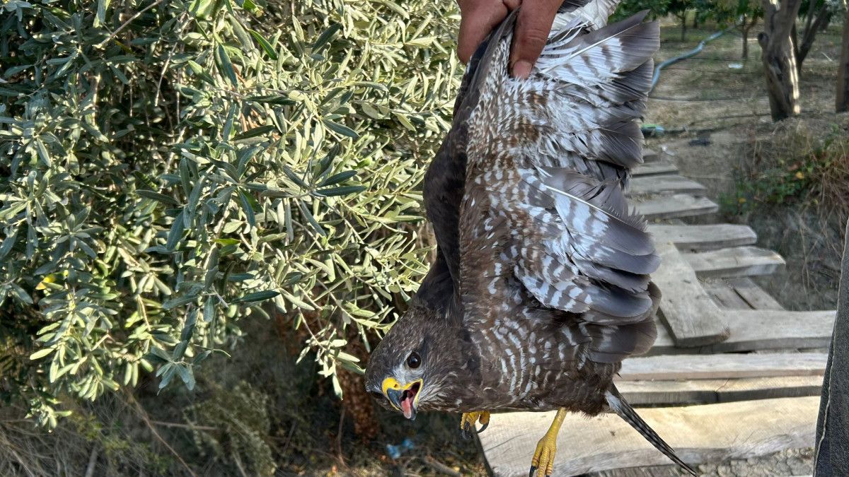 Hatay'da Yaralı Şahin, Tedavi Sürecine Alındı