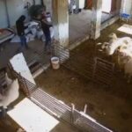 İsrailli Yerleşimciler, Filistinlilere Ait Kuzuları Katletti