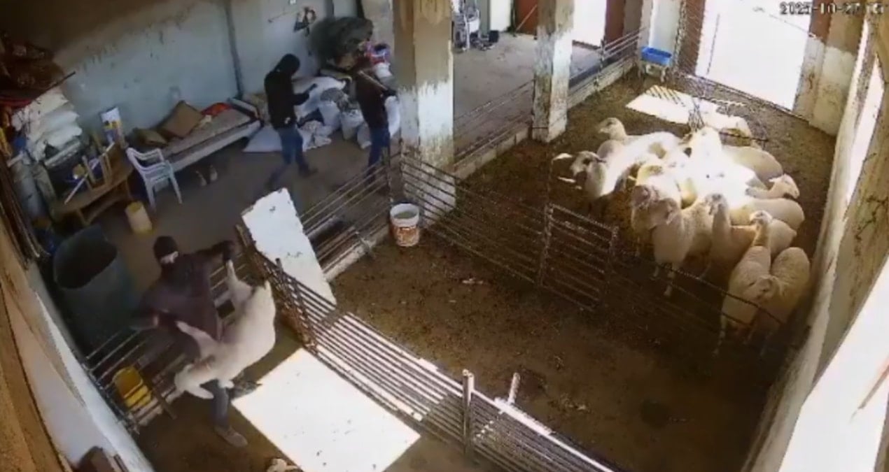 İsrailli Yerleşimciler, Filistinlilere Ait Kuzuları Katletti