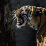 Kaplan kaçakçılığı krizi derinleşiyor; her ay ortalama dokuz kaplan ele geçiriliyor