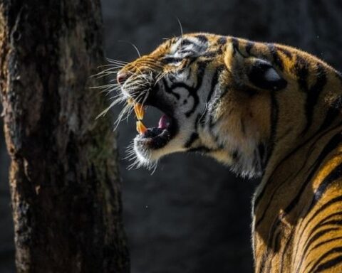 Kaplan kaçakçılığı krizi derinleşiyor; her ay ortalama dokuz kaplan ele geçiriliyor
