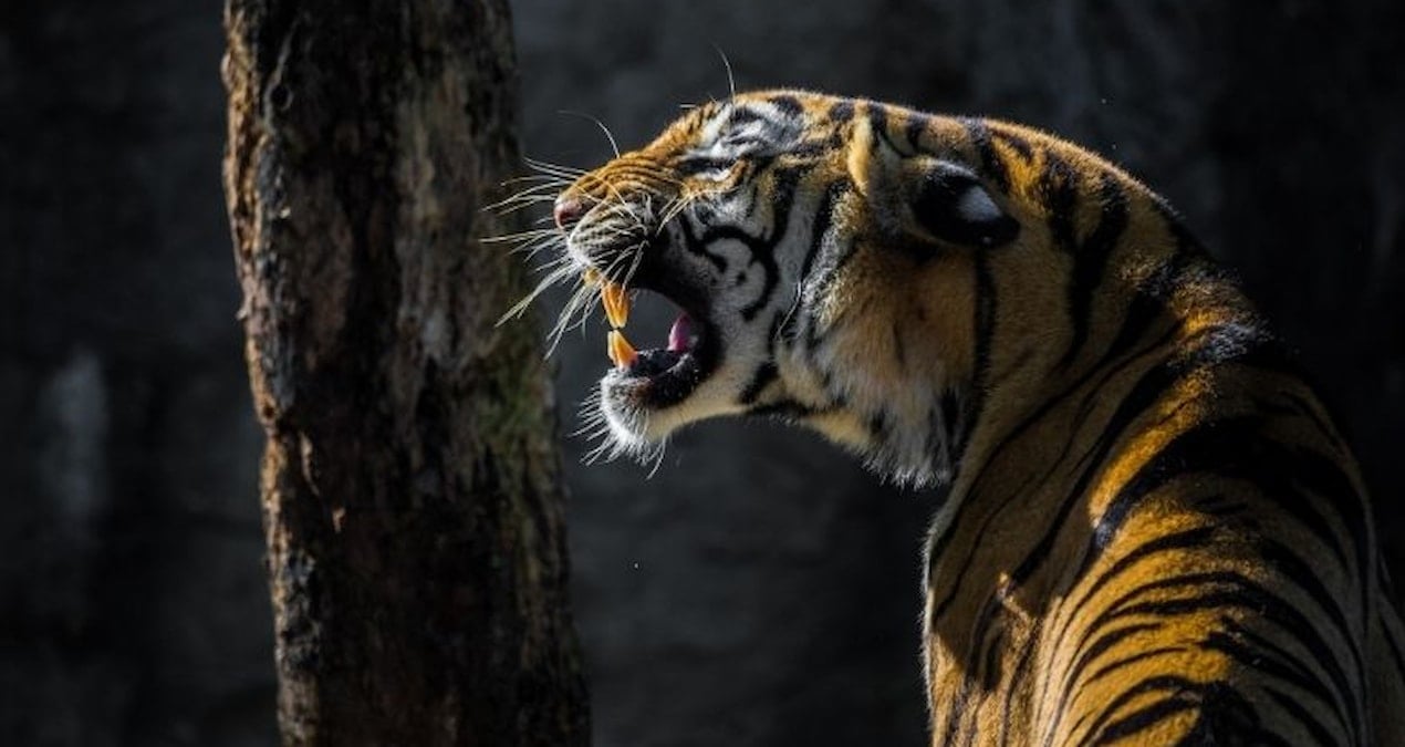 Kaplan kaçakçılığı krizi derinleşiyor; her ay ortalama dokuz kaplan ele geçiriliyor