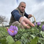Karabük'te Safran Hasadı İklim Değişikliği Nedeniyle Uzuyor