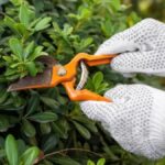 Kasımda Bahçelerin Bakımı İçin Kritik Budama Zamanı Geliyor