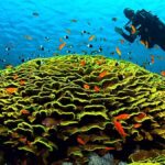 Kızıldeniz’in Tarihindeki Büyük Dönüşüm: Tuz Çölünden Yeniden Deniz Oldu