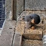 Melbourne'daki Kerkenezlerin Doğal Yaşamı 'Nestflix' ile İzleniyor