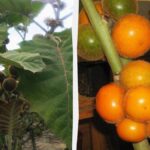 Naranjilla: Kolombiya ve Ekvador'da Turistlerin Gözdesi Olmaya Devam Ediyor