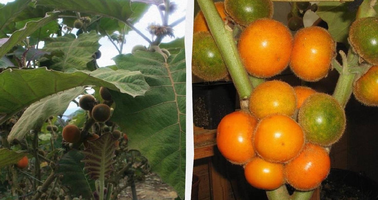 Naranjilla: Kolombiya ve Ekvador'da Turistlerin Gözdesi Olmaya Devam Ediyor