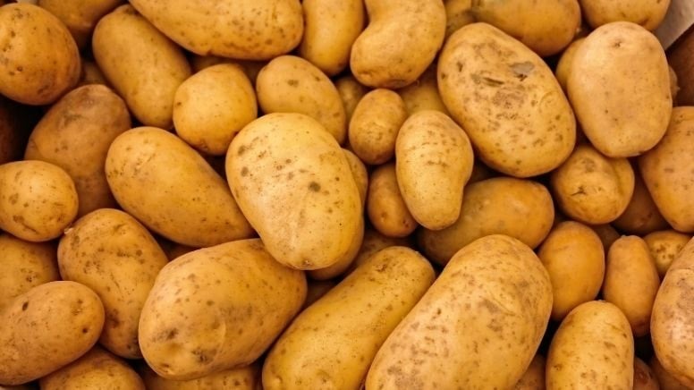 Patates Krizi: İrlanda'da 1 Milyon Ölüme Neden Olan Tarımsal Çöküş