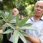 Sert İklimde Akdeniz ve Karadeniz Meyveleri Yetişiyor