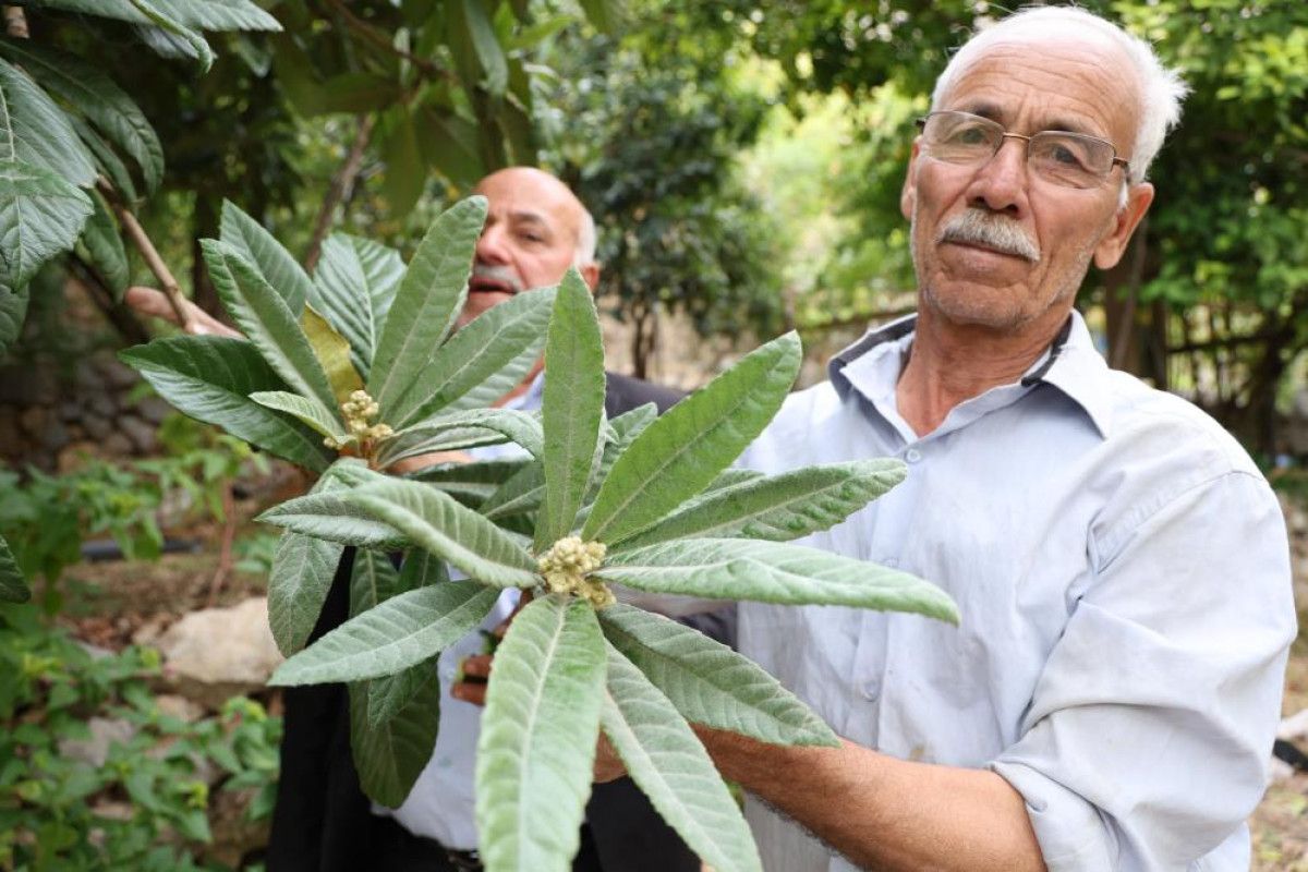 Sert İklimde Akdeniz ve Karadeniz Meyveleri Yetişiyor
