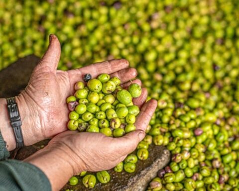 Türkiye, Suriye'den Zeytin İthalatını Artırdı