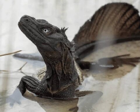 Yelkenli kertenkeleler: Bilim insanları yeni türler keşfediyor, koruma altında olmaları gerekiyor