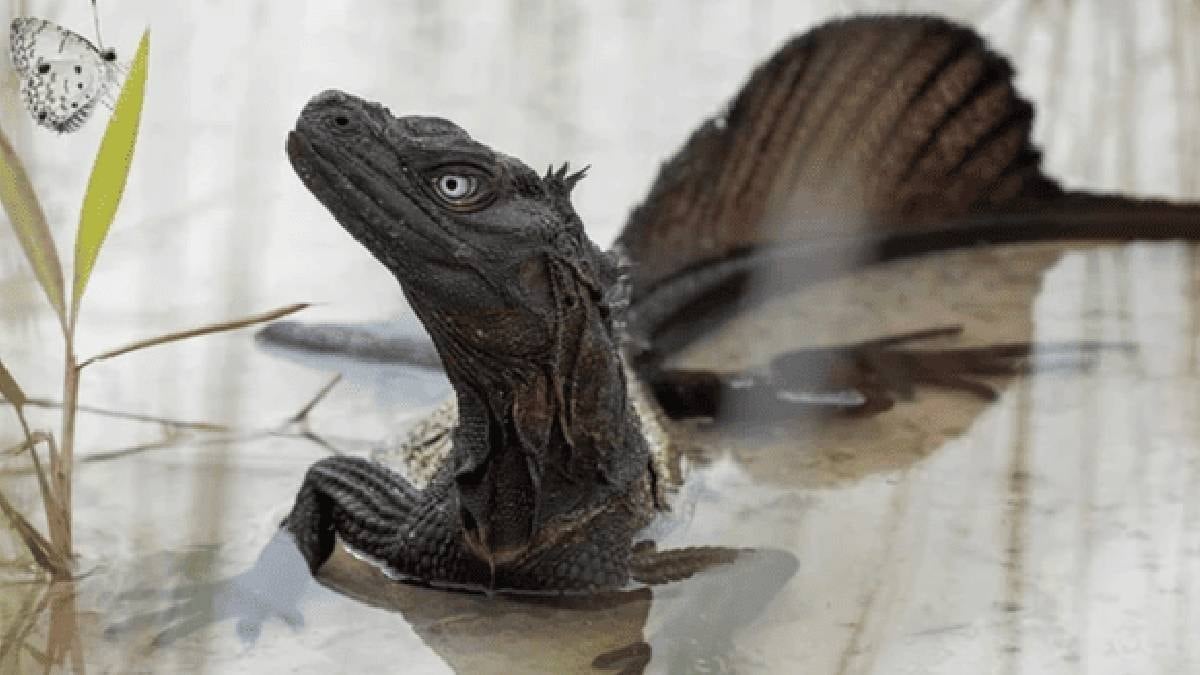 Yelkenli kertenkeleler: Bilim insanları yeni türler keşfediyor, koruma altında olmaları gerekiyor