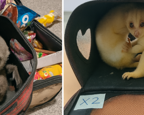 134 Ülke Kaçakçılıkla Mücadele İçin Ortak Operasyon Düzenledi