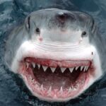 Akdeniz'de büyük beyaz köpek balığı popülasyonu kritik tehlike altında