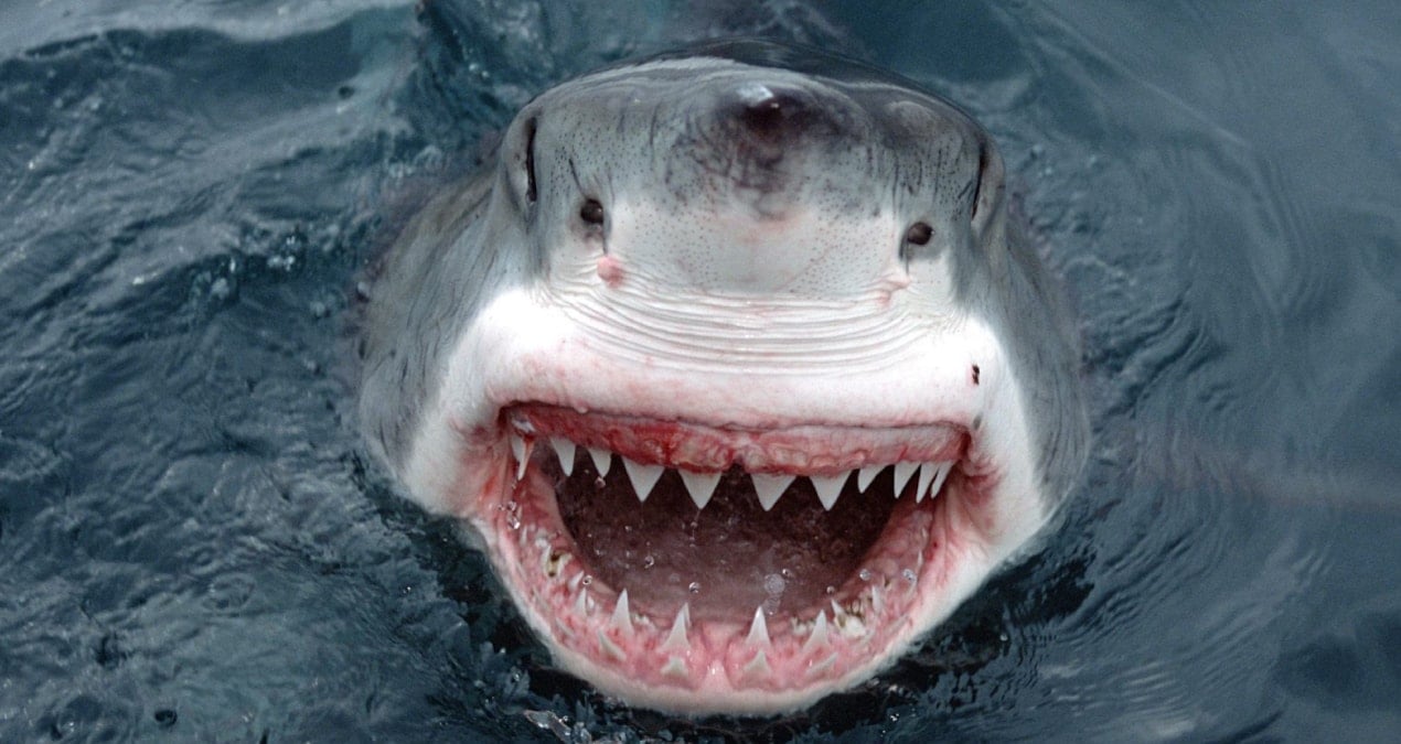 Akdeniz'de büyük beyaz köpek balığı popülasyonu kritik tehlike altında