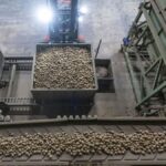 Almanya'da Patates Üretiminde Rekor Düzeyde Artış, Çiftçileri Krize Sürüklüyor