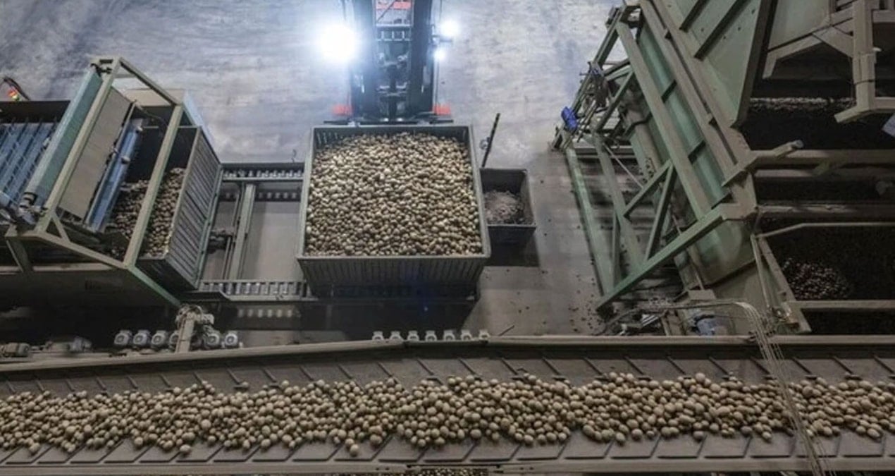 Almanya'da Patates Üretiminde Rekor Düzeyde Artış, Çiftçileri Krize Sürüklüyor