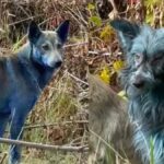 Çernobil'deki Mavi Köpeklerin Renk Değişiminin Nedeni Portatif Tuvalet Çıktı