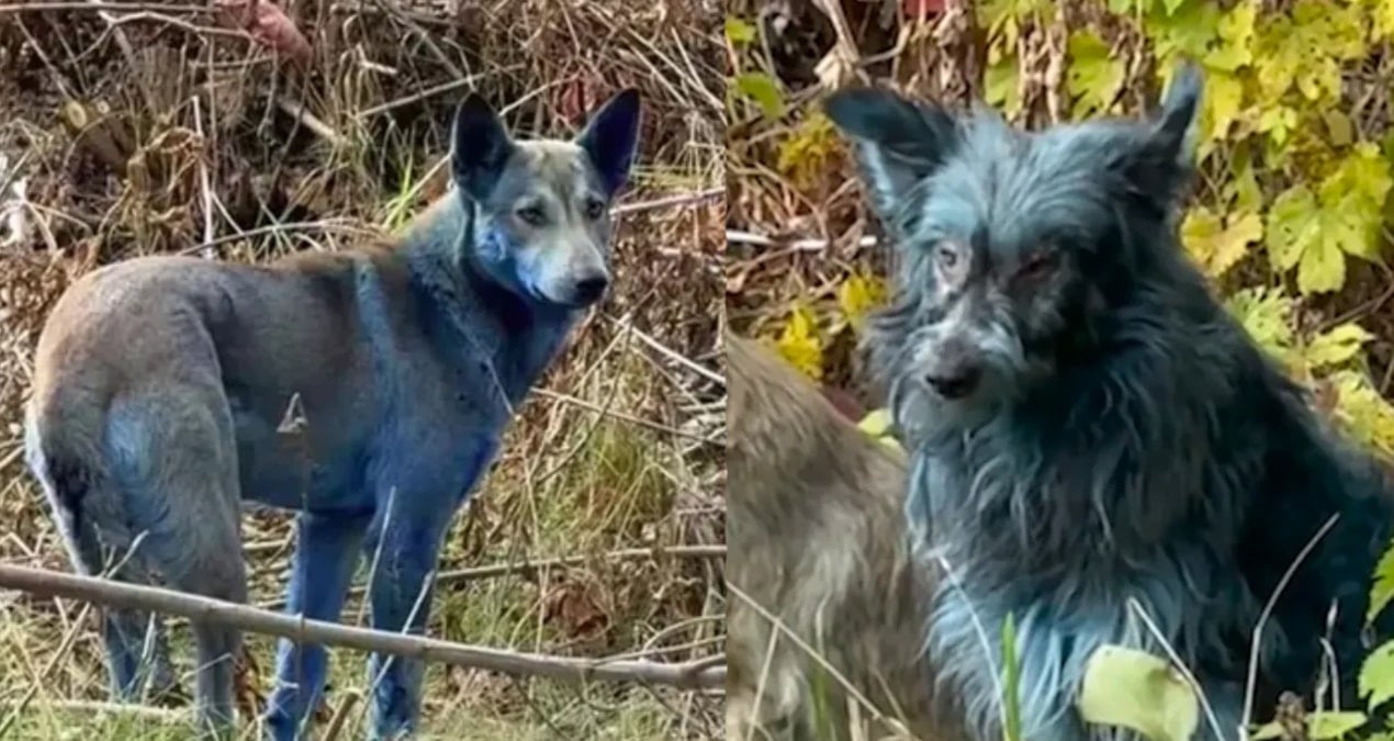 Çernobil'deki Mavi Köpeklerin Renk Değişiminin Nedeni Portatif Tuvalet Çıktı