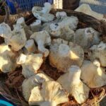 Dev Mantarlar, Aydın'da Pazara Gelenlerin İlgisini Çekti