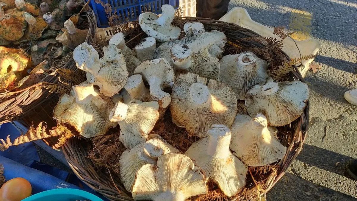 Dev Mantarlar, Aydın'da Pazara Gelenlerin İlgisini Çekti