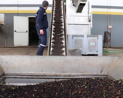 Devletin Zeytin ve Zeytinyağı İhracatına Sağlayacağı Destek Paketi Açıklandı