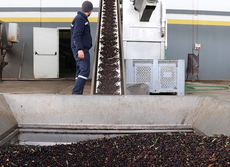 Devletin Zeytin ve Zeytinyağı İhracatına Sağlayacağı Destek Paketi Açıklandı