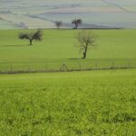 Ekin Kamburu Böceği Tarımsal Üretimi Tehdit Ediyor, Uzmanlar Erken Tespitin Önemini Vurguluyor