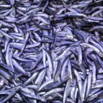 Hamside arz-talep dengesi bozuldu, balıkçı mali zorluklarla karşı karşıya kaldı