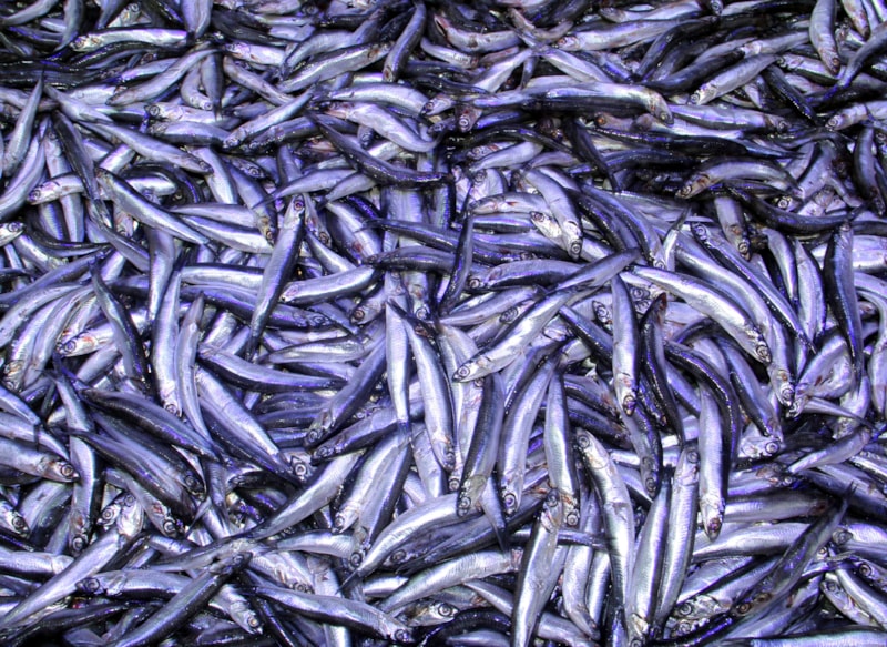 Hamside arz-talep dengesi bozuldu, balıkçı mali zorluklarla karşı karşıya kaldı