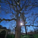 Harput'taki 300 yıllık çınar ağaç, tarihî güzellikteki varlığını sürdürüyor