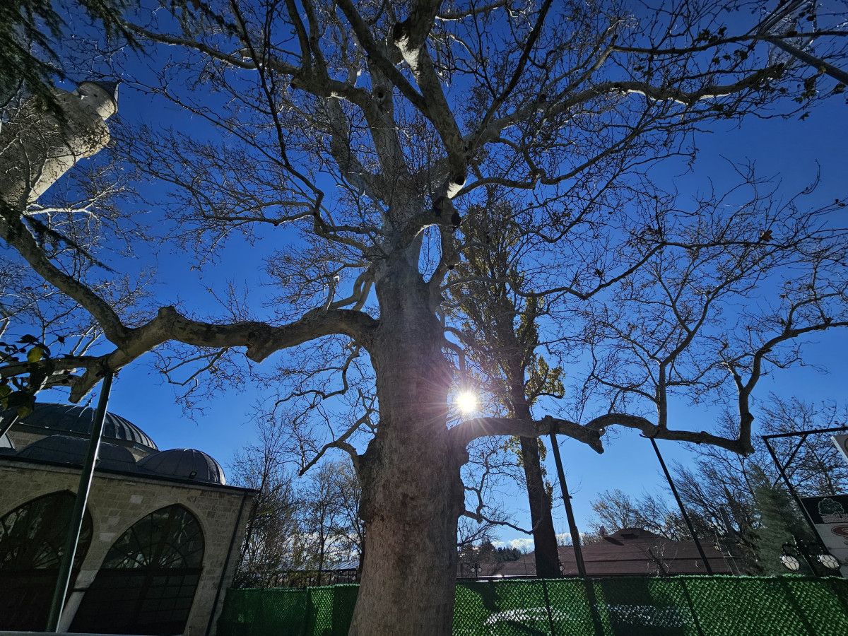 Harput'taki 300 yıllık çınar ağaç, tarihî güzellikteki varlığını sürdürüyor