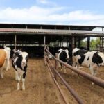 Hayvancılık sektörü küçülme sinyalleri veriyor, üreticiler hayvanlarını satışa çıkarıyor