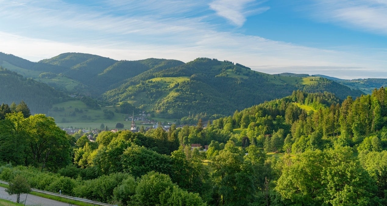 Ikea, Letonya ve Litvanya'da 24 bin hektar orman satın aldı