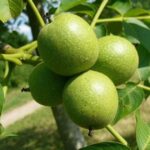 İnegöl'de Ceviz Yetiştiriciliği Gençlere Umut Oluyor