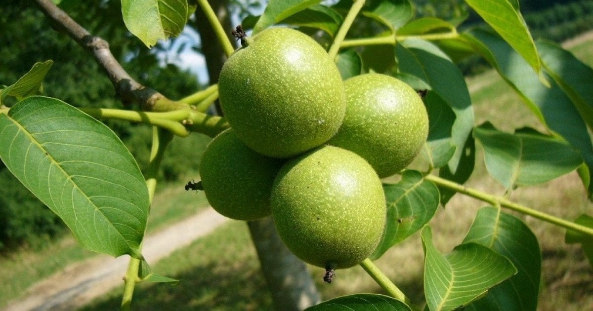 İnegöl'de Ceviz Yetiştiriciliği Gençlere Umut Oluyor