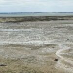 İngiltere'de Son Derece Zehirli Bitkiyle İlgili Acil Uyarı Yapıldı