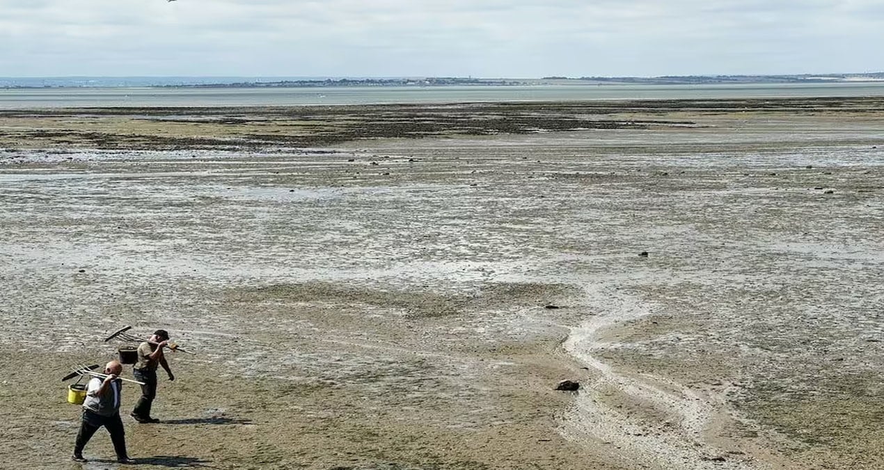 İngiltere'de Son Derece Zehirli Bitkiyle İlgili Acil Uyarı Yapıldı