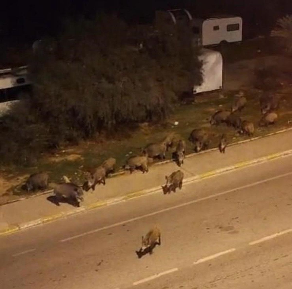 İzmir'de Yaban Domuzlarının Şehir Merkezine İnişi Kentte Güvenlik Endişeleri Yarattı