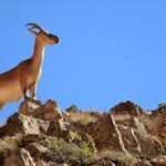 Kayseri'de Yaban Keçisi Avına Yüksek Ceza Uygulandı