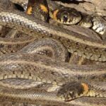 Küba Boa Yılanları Sürü Halinde Avlanma Davranışı Geliştiriyor