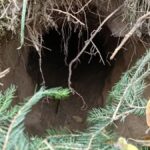 Polonya–Belarus Sınırında Düzensiz Göçmenlerin Kullanımına Ait Tünel Bulundu