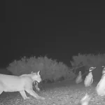 Pumaların yeni avlanma davranışı: Penguenler için tehdit mi?