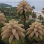 Rio de Janeiro'da Talipot Palmiyesi'nin Eş Zamanlı Çiçeklenmesi Büyüledi