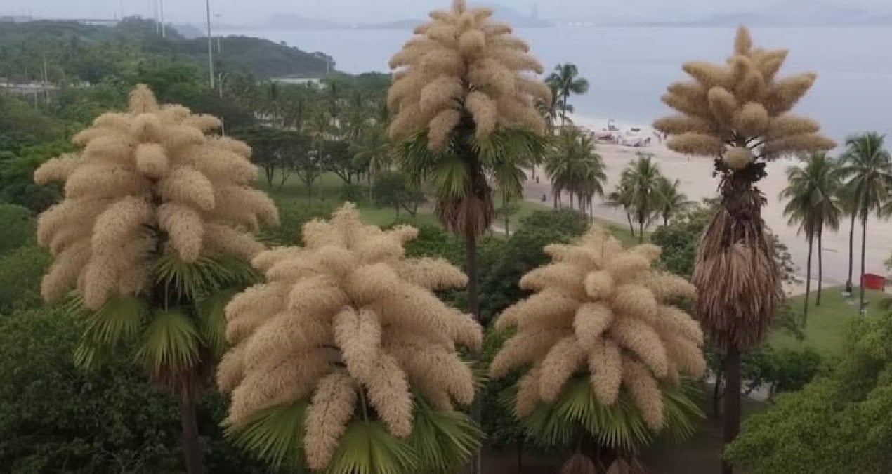 Rio de Janeiro'da Talipot Palmiyesi'nin Eş Zamanlı Çiçeklenmesi Büyüledi